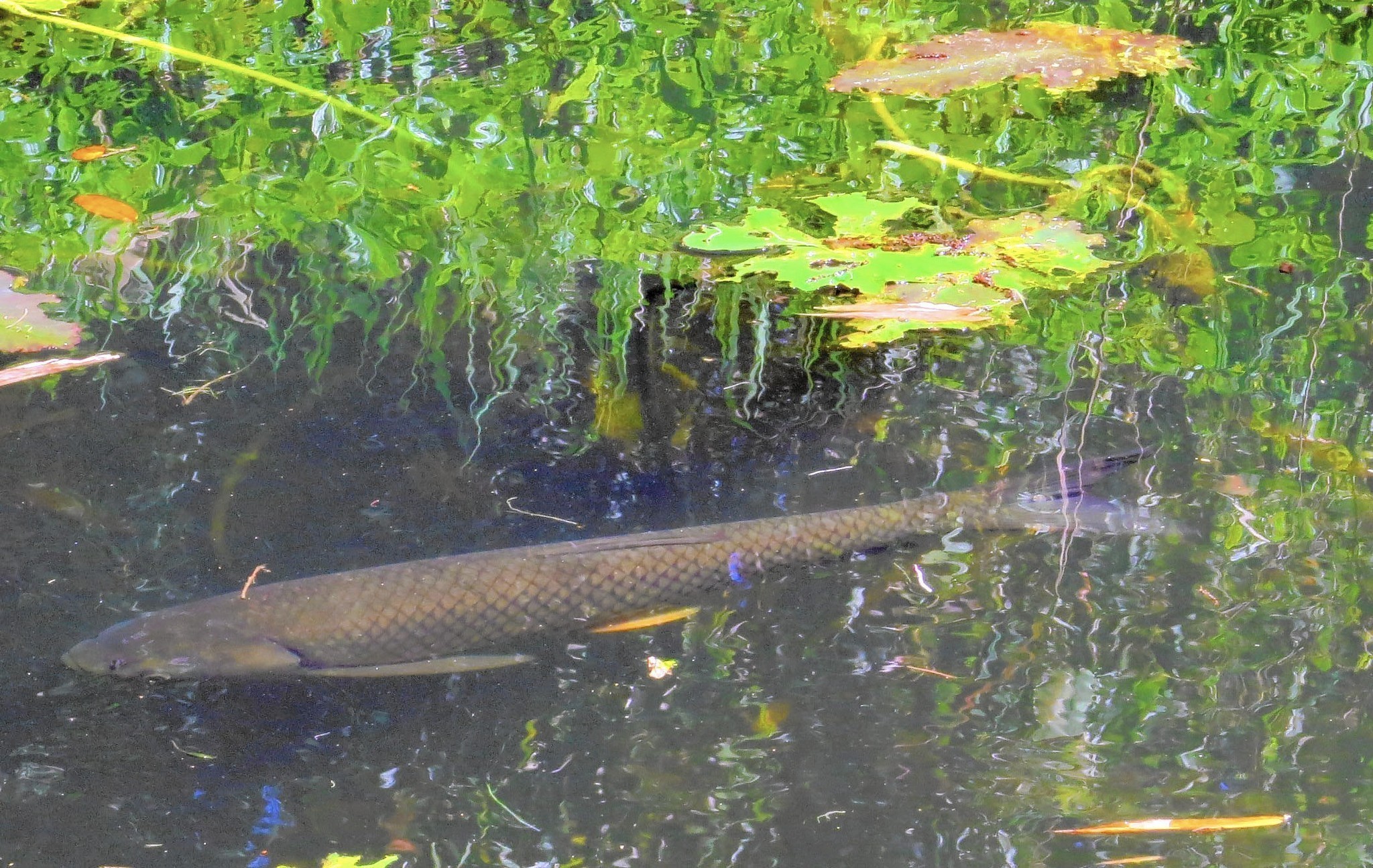 没用完的饵料我从来不扔,发酵了的鱼饵好处多着呢