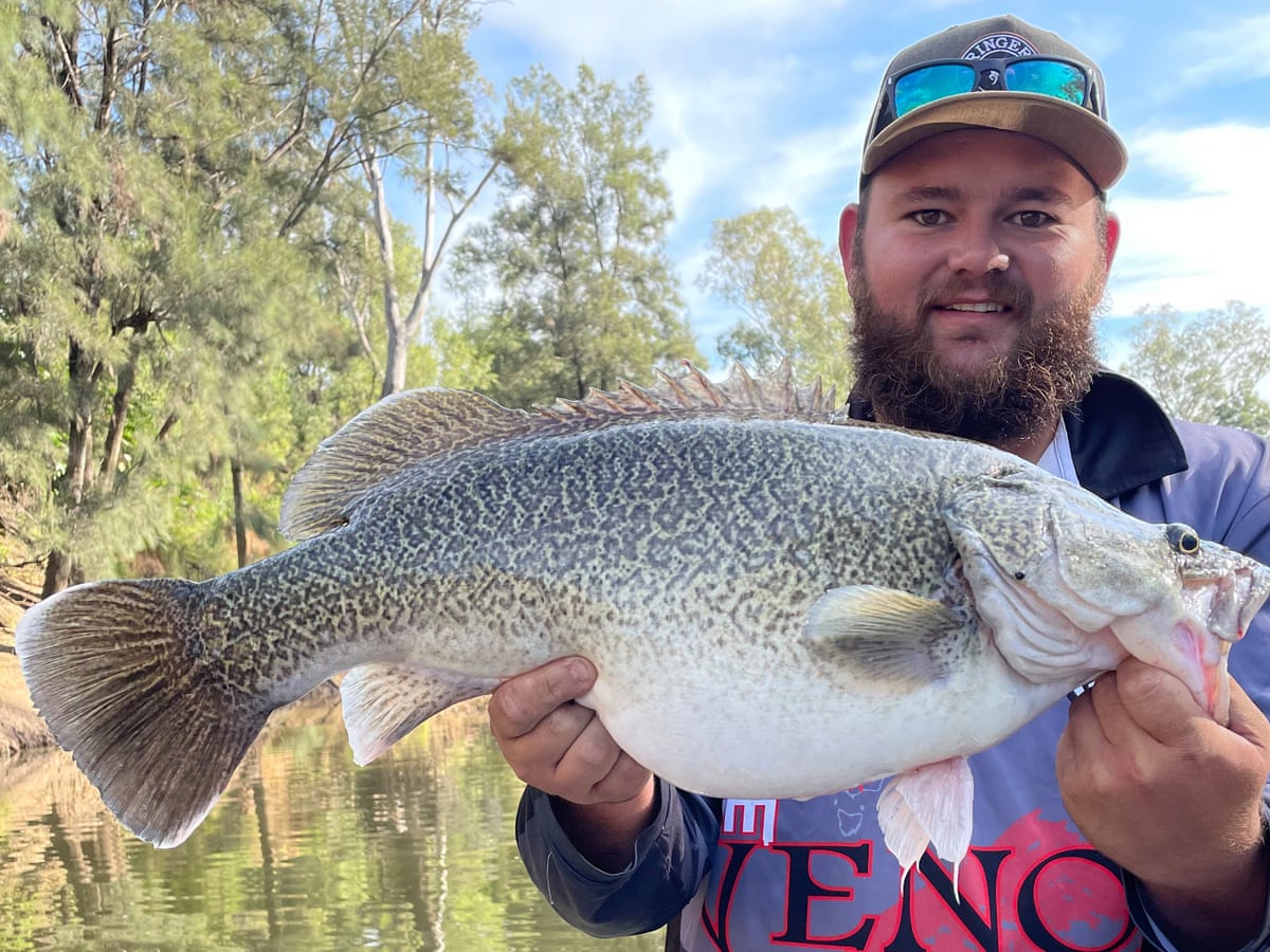澳大利亚遭遇特大鼠患,澳大利亚鼠患成灾原因