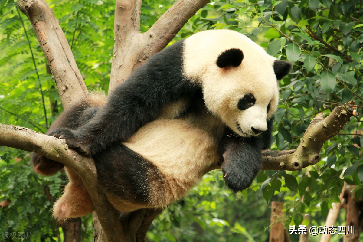 舌尖上的中国四川美食,舌尖上的四川美食