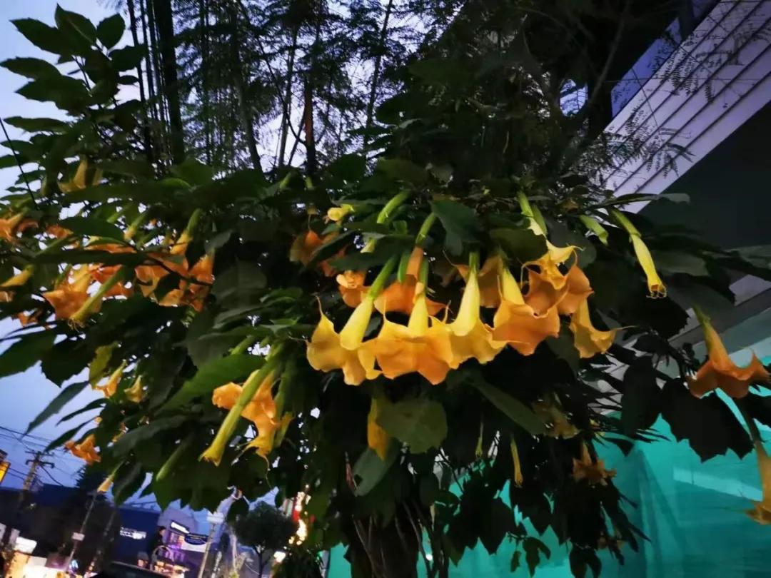 尼泊尔真实的生活现状,尼泊尔背后的真实生活