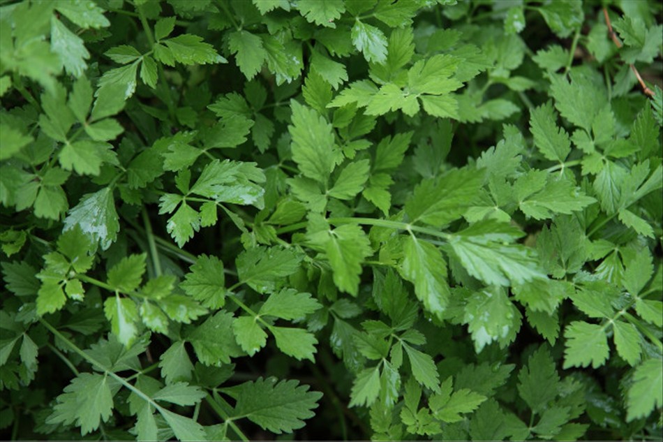 出门踏青管住嘴这种野菜可别乱吃,春季踏青路边的野菜要慎采