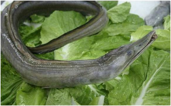 看图识海鲜，这些水产海鲜你都认识吗？