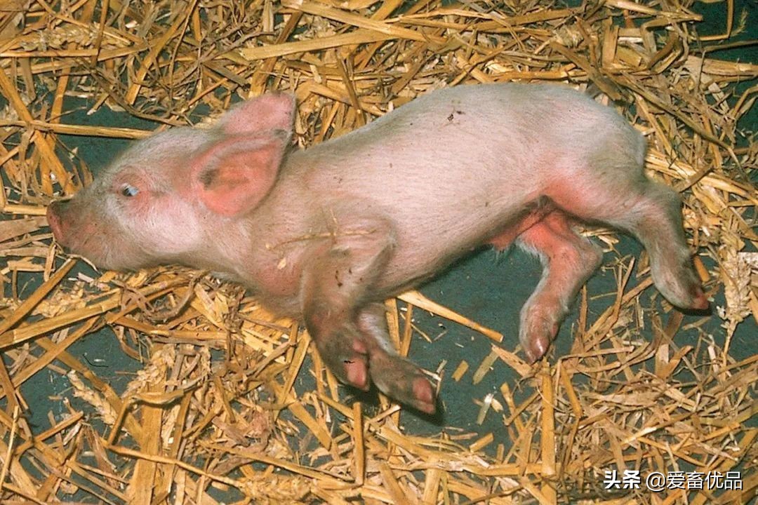 大猪得了伪狂犬怎么治疗效果最好,猪伪狂犬的症状和治疗方法