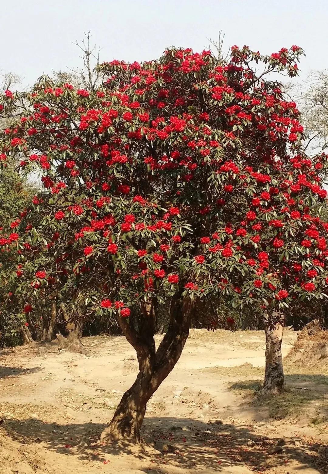 澜沧江梅里大峡谷景观,澜沧江大峡谷美景