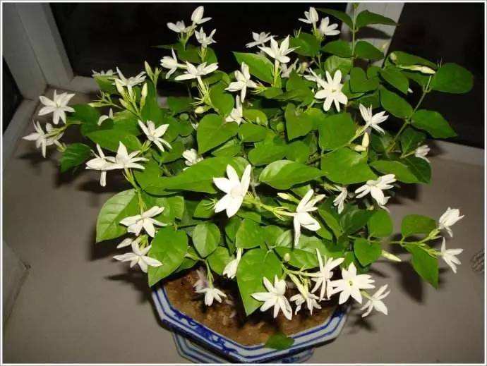 6月养茉莉花,十天浇一次“臭水”,花苞满枝,花香浓郁飘满屋