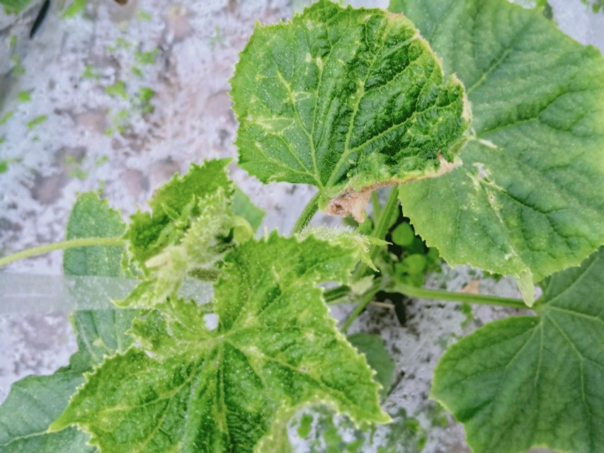 种植的黄瓜叶子发黄怎么办,黄瓜结果后会发黄干枯是什么原因