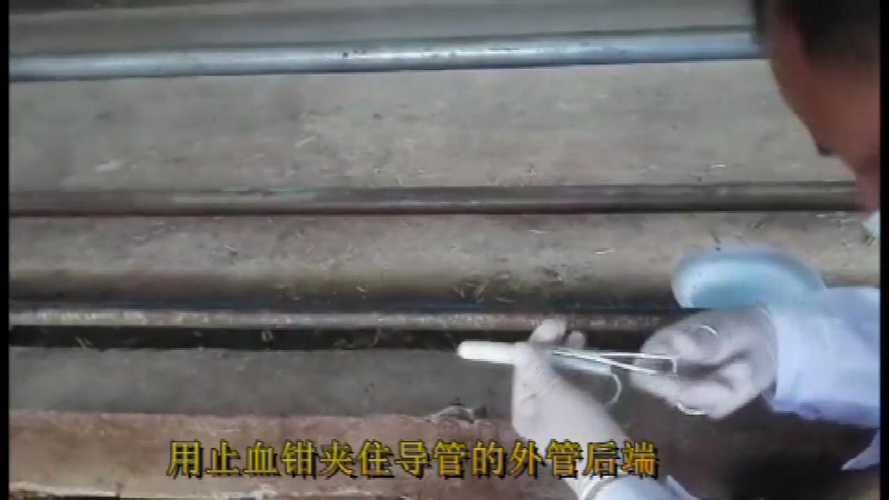 羊同期发情的第一天，主要的工作就是放栓。