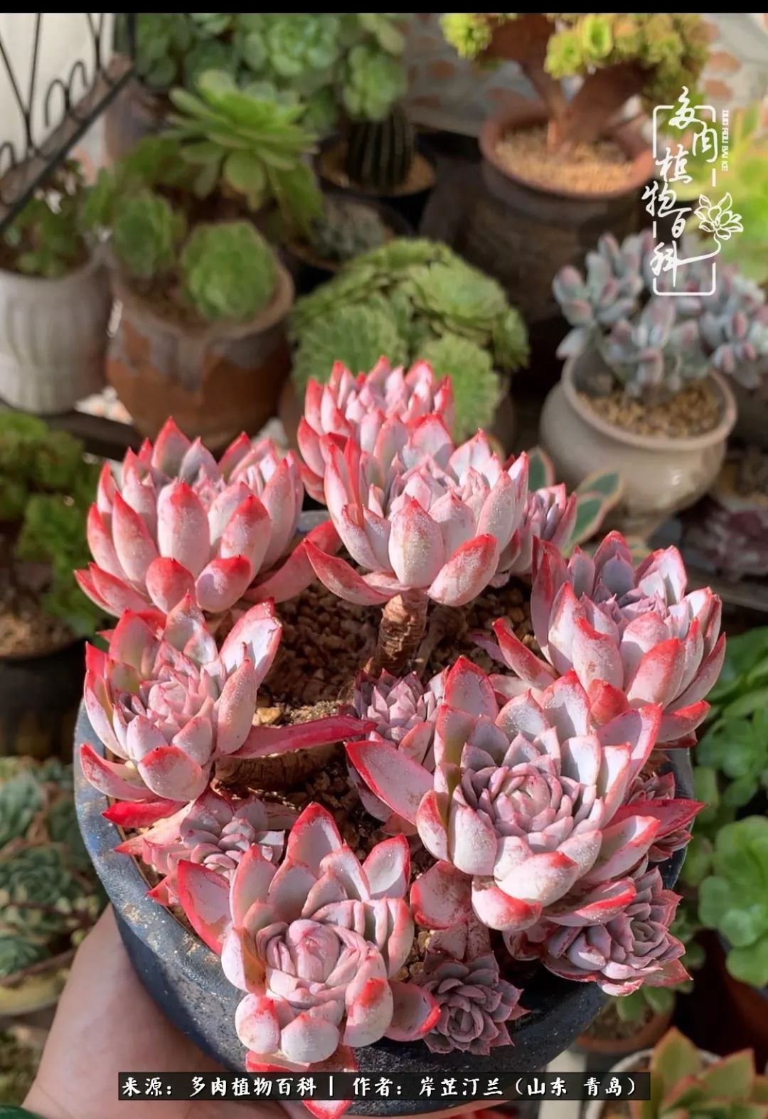 寒冷的冬季唯有多肉,冬日里的多肉宛如雪莲花