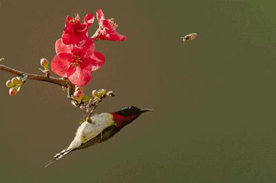 100张会动照片,30张罕见且迷人的图片