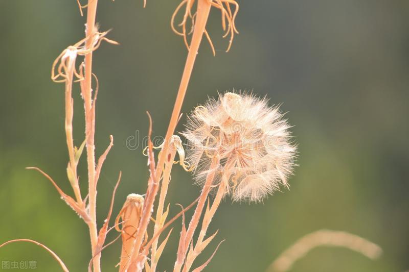 张爱玲最煽情诗句,张爱玲情感语录短视频