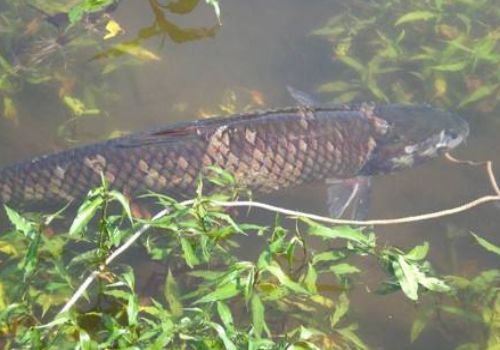 高温天气草鱼死亡怎么回事,高温季草鱼如何运输