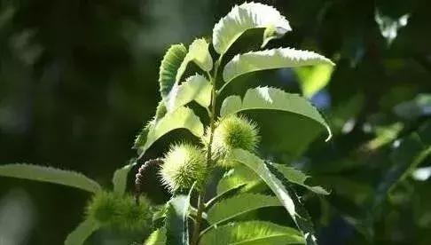 苗木种类名称大全,绿化中的苗木代号