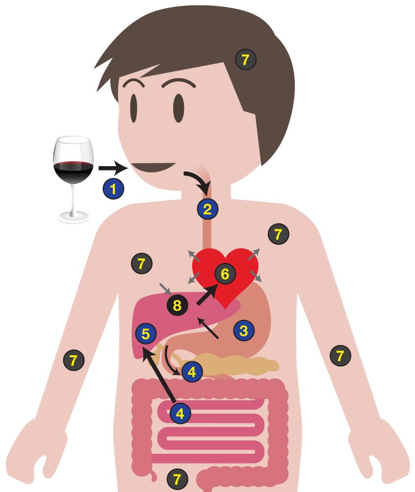全球20多亿喝酒的消费者,让这根蛋白棒看到了新商机
