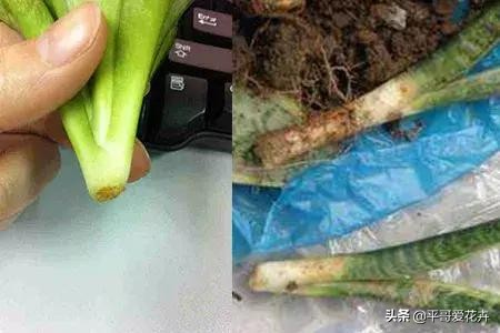 怎么能知道虎皮兰烂根了,虎皮兰烂根怎么处理最好