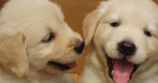 羊奶粉能给狗狗补充营养吗,羊奶粉对生病狗狗的好处和功效