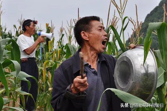 野猪下山拱地视频,野猪下山偷袭人
