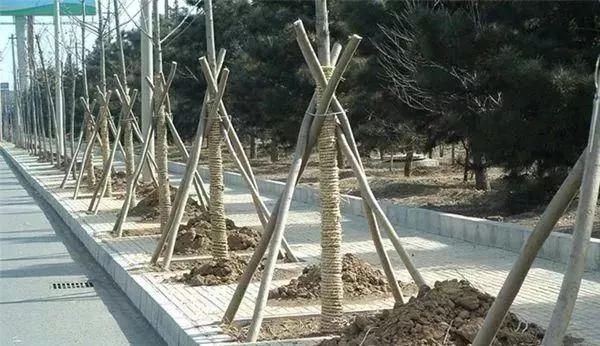 园林绿化斜坡种植技术,一亩园林分享种植小知识