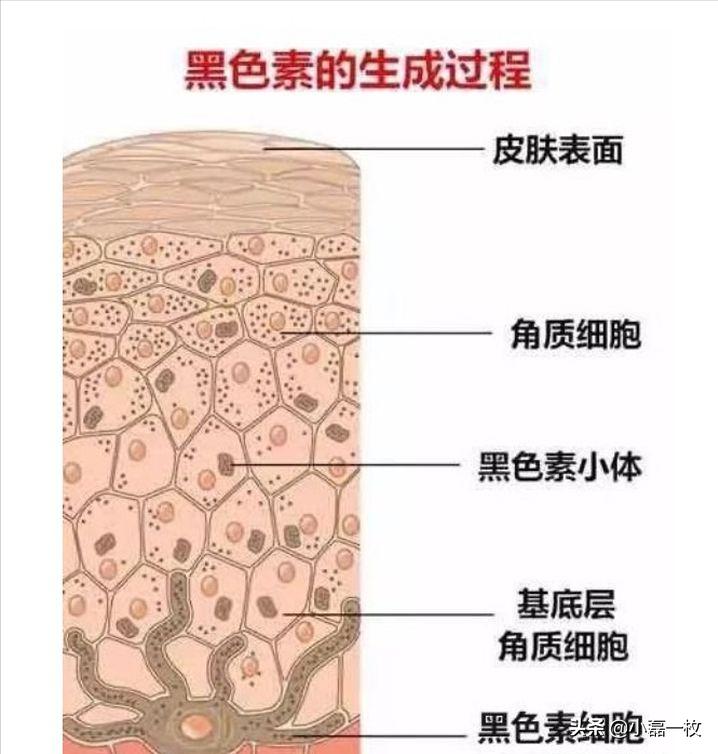 熬夜脸蜡黄暗沉怎么调理,经常熬夜脸色蜡黄喝什么汤水调理