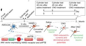 付向东神经元,付向东神经再生