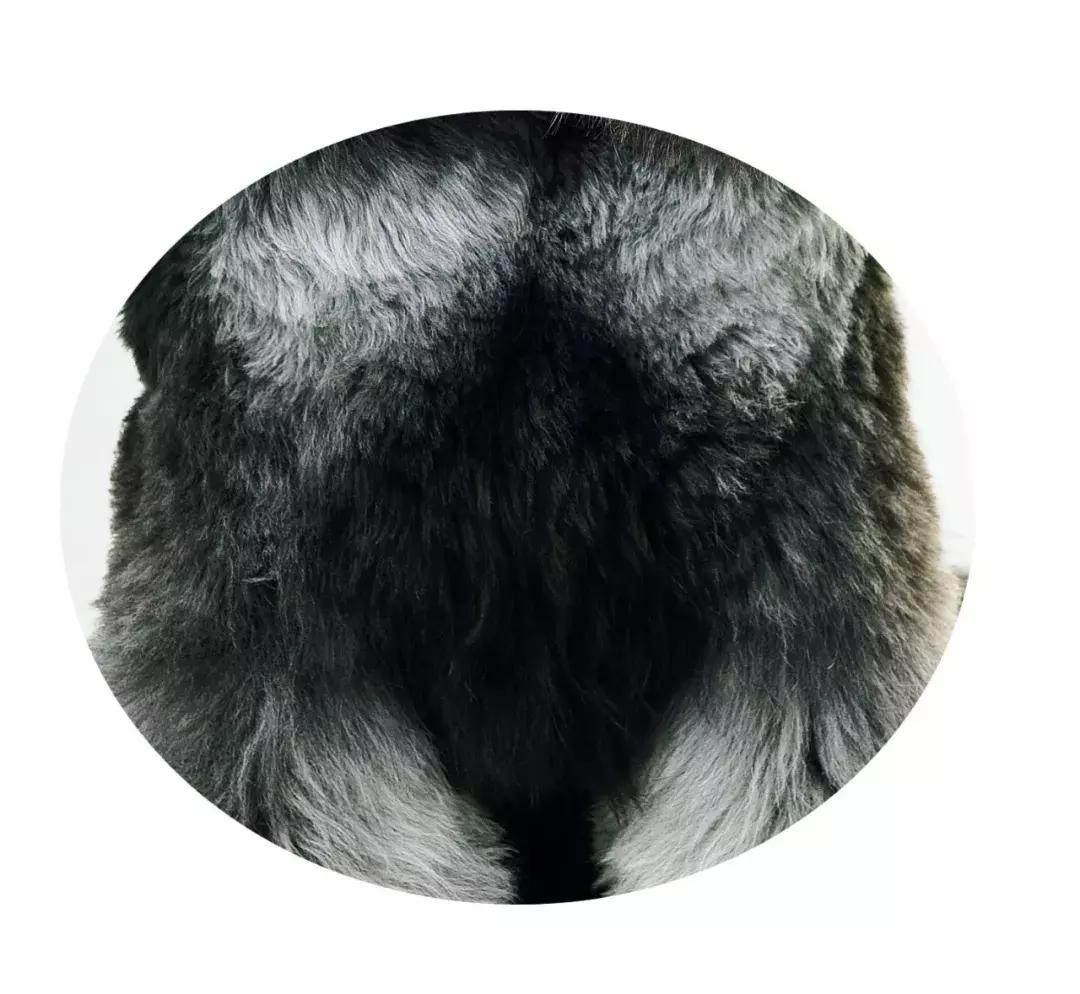 NO.1流行犬种——迷你雪纳瑞你了解多少？