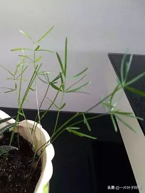 文竹养鱼缸能净化水质吗,文竹盆栽好养吗