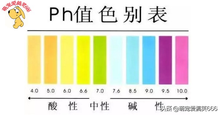 狗狗浴液博美专用,狗狗浴液可以用什么代替