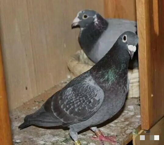 十来万引进欧洲多关冠军鸽,结果颗粒无收!