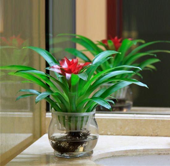 三种药片过期了可以放花盆里,过期的药片对花有效吗