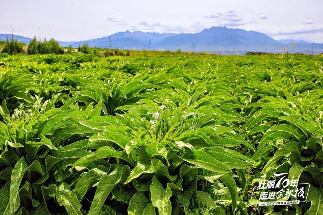 甘肃宝藏最多的地方,甘肃这座宝藏小城
