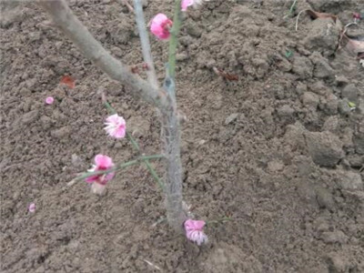 红梅扦插繁殖方法价格,红梅扦插视频教程