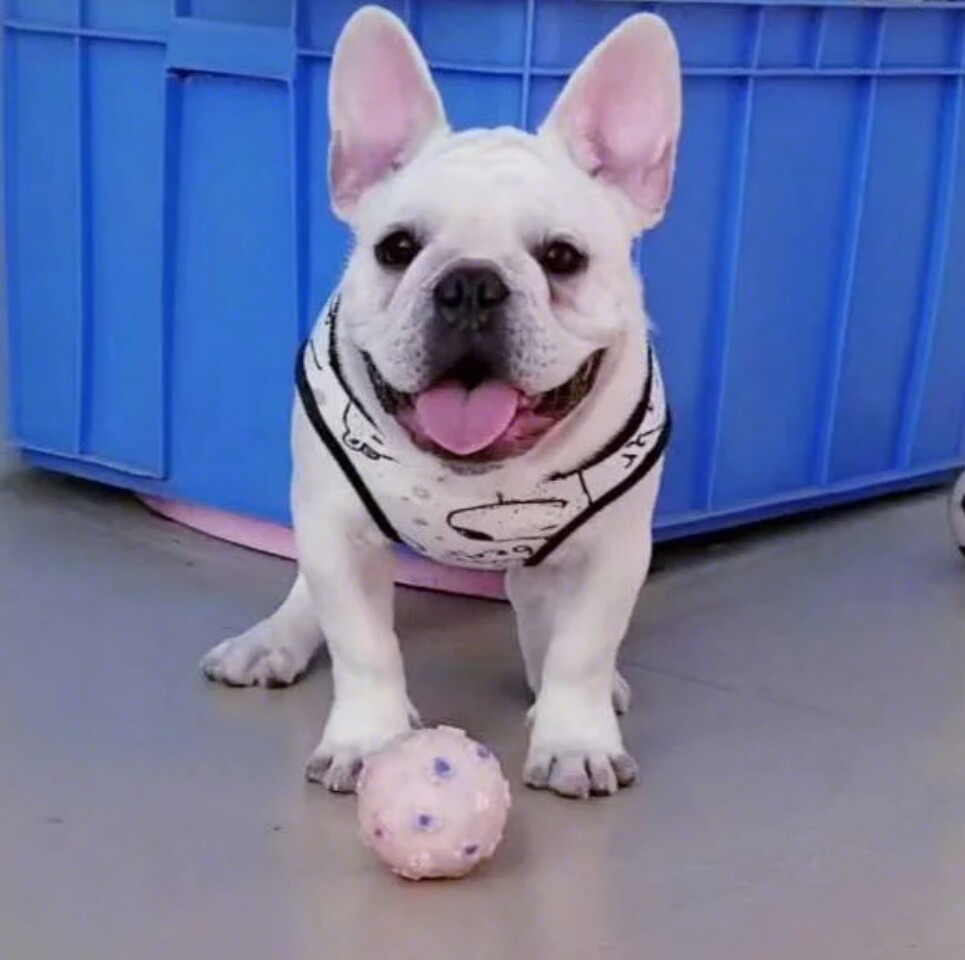 狗狗爱吃猫粮是什么原因,狗狗爱吃猫粮怎么办