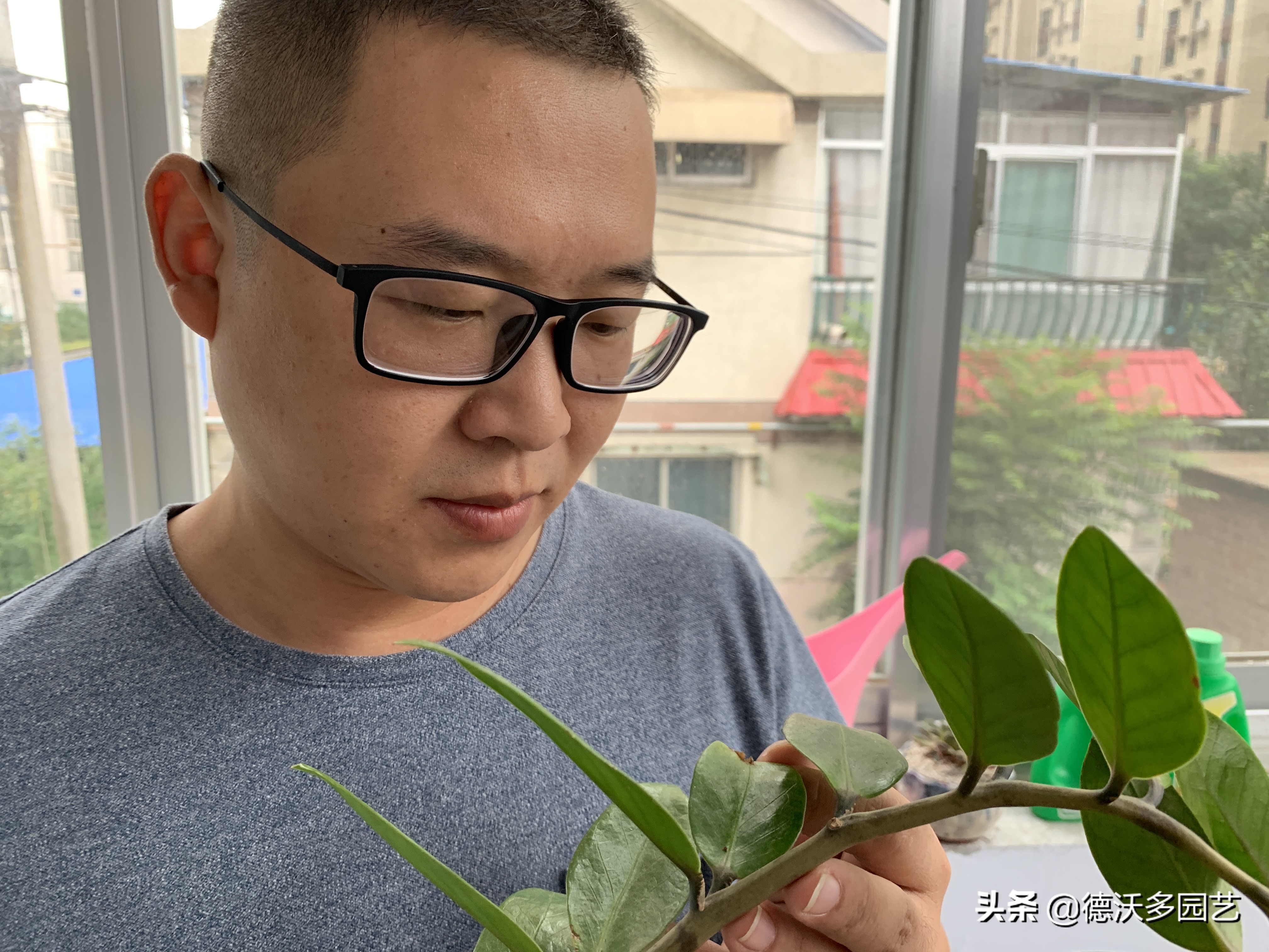 金钱树很容易出现褐斑病,金钱树炭疽病的防治