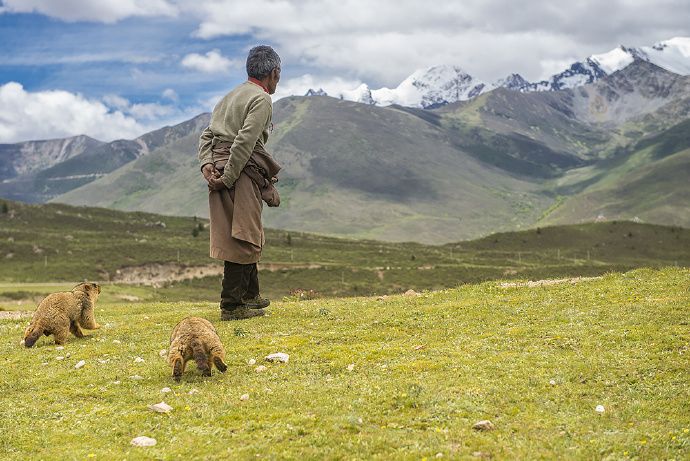 土拨鼠宠物怎么样养,土拨鼠宠物建议养吗