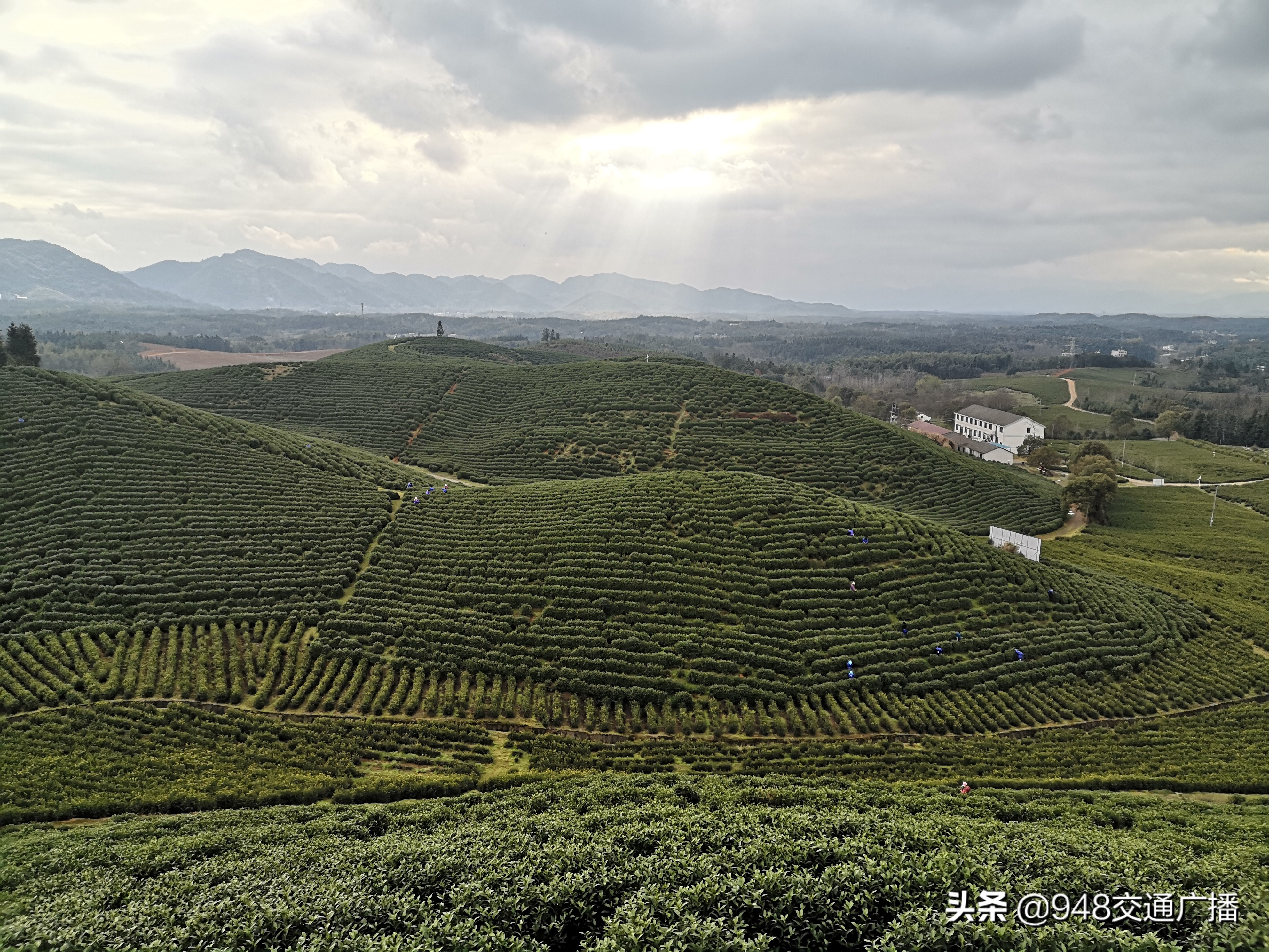 崇阳万亩野樱,崇阳县野樱花村风景