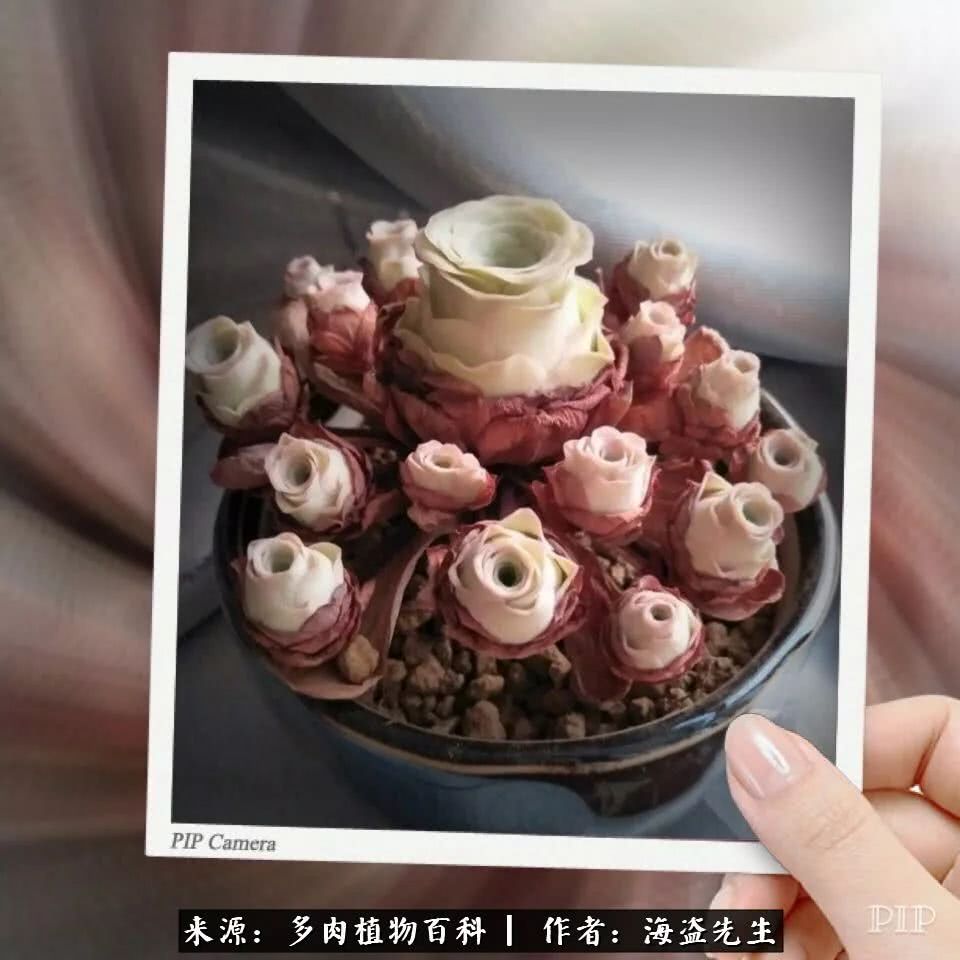 介绍多肉生长特点,多肉植物科普讲解图片视频