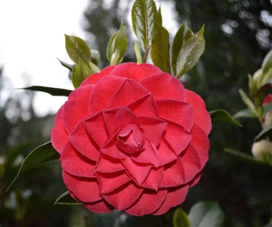 这六种花寓意吉祥好养易活,公认最吉利的4种花