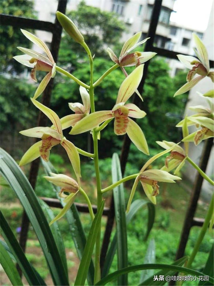 专治兰花黑斑,兰花的黑斑病用大蒜可以治疗吗