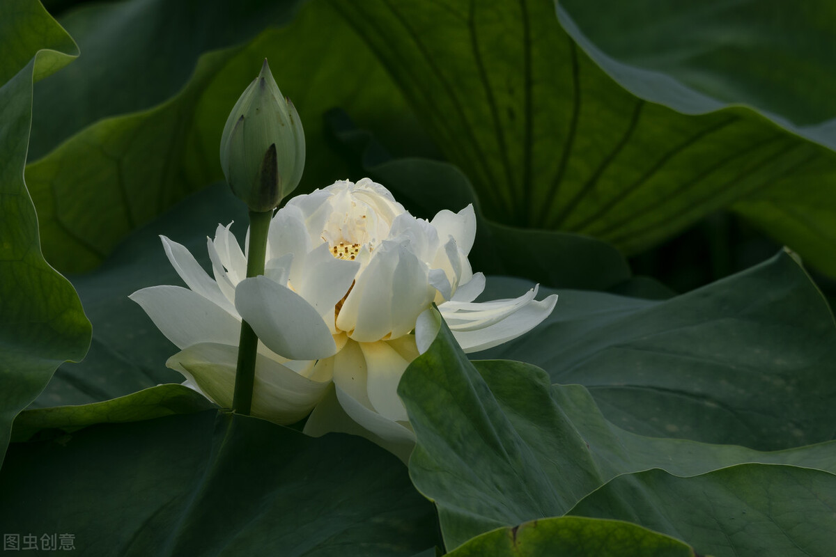 《鬼谷子》系列第二十二章,谋篇(2)