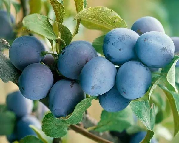 西梅树的种植方法和注意事项,西梅在我国哪些地方适合种植