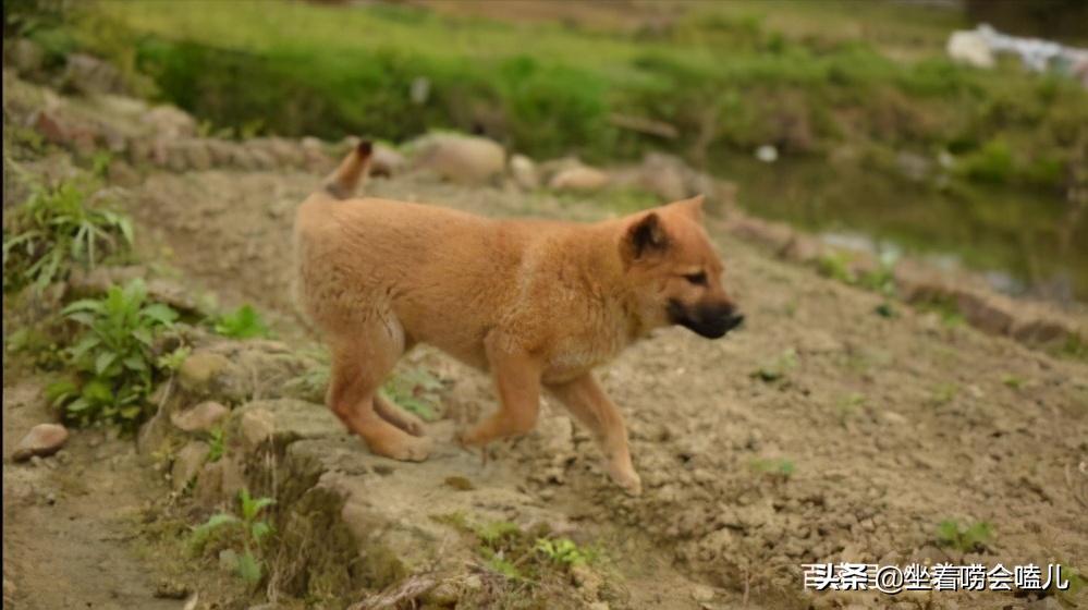 农村土狗迎接主人的悲惨下场,农村土狗自繁自养