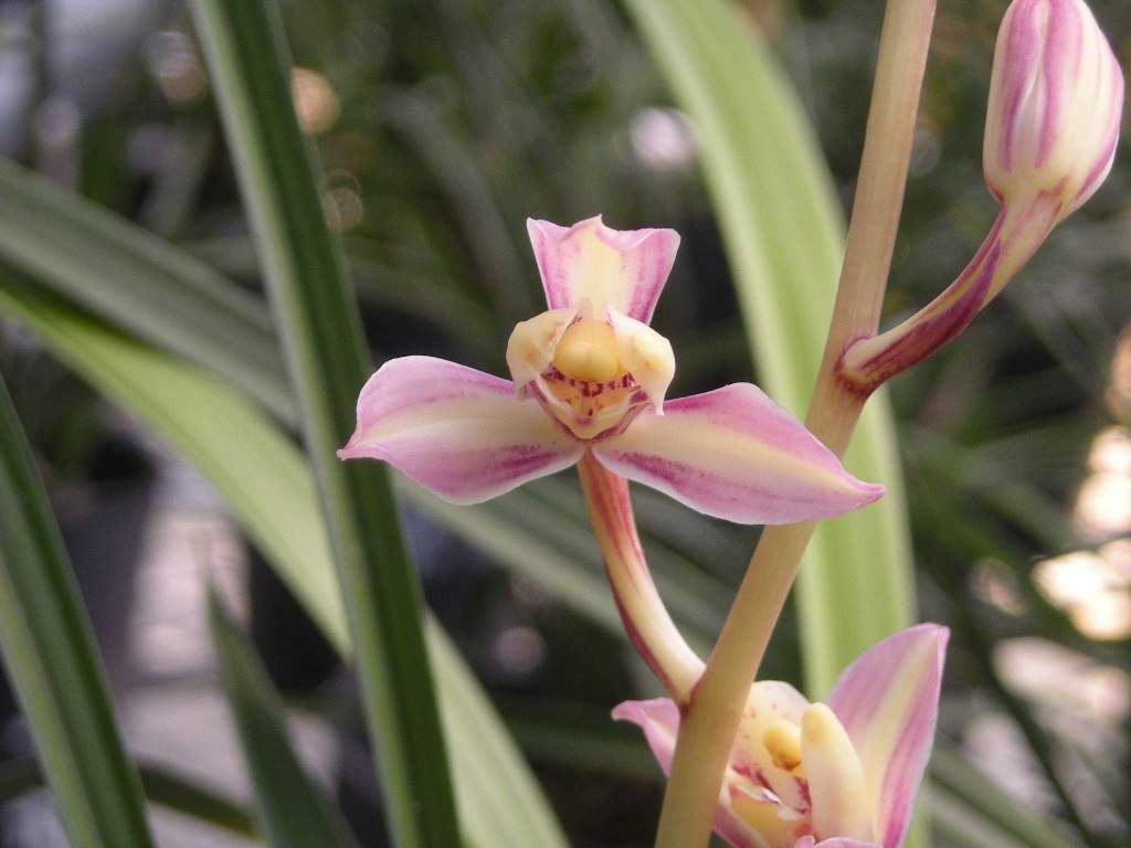 带浓郁香味的兰花,哪些兰花的香气很浓郁推荐几种