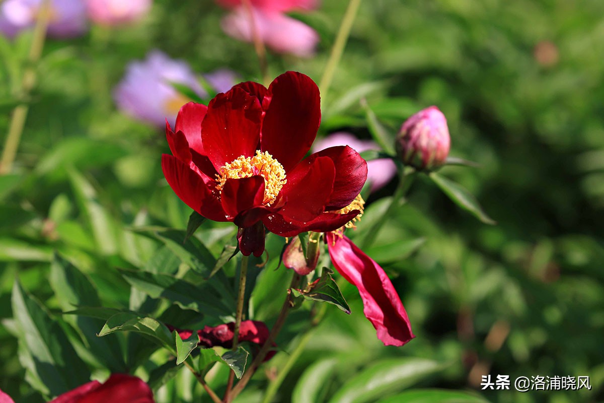 大院绿化的回忆——顺便看看院里的芍药定个究竟有多少种？