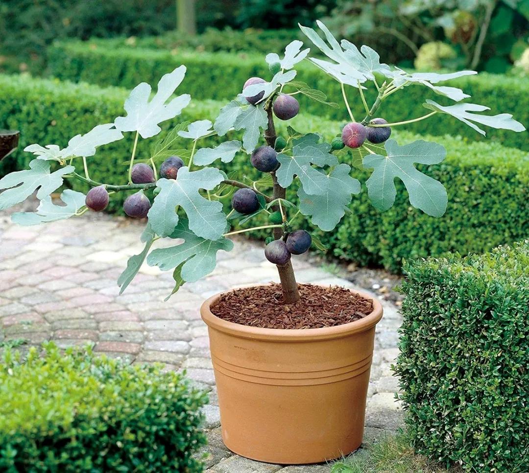 无花果真的不开花就长果实吗,无花果是真的没有开花就结果吗