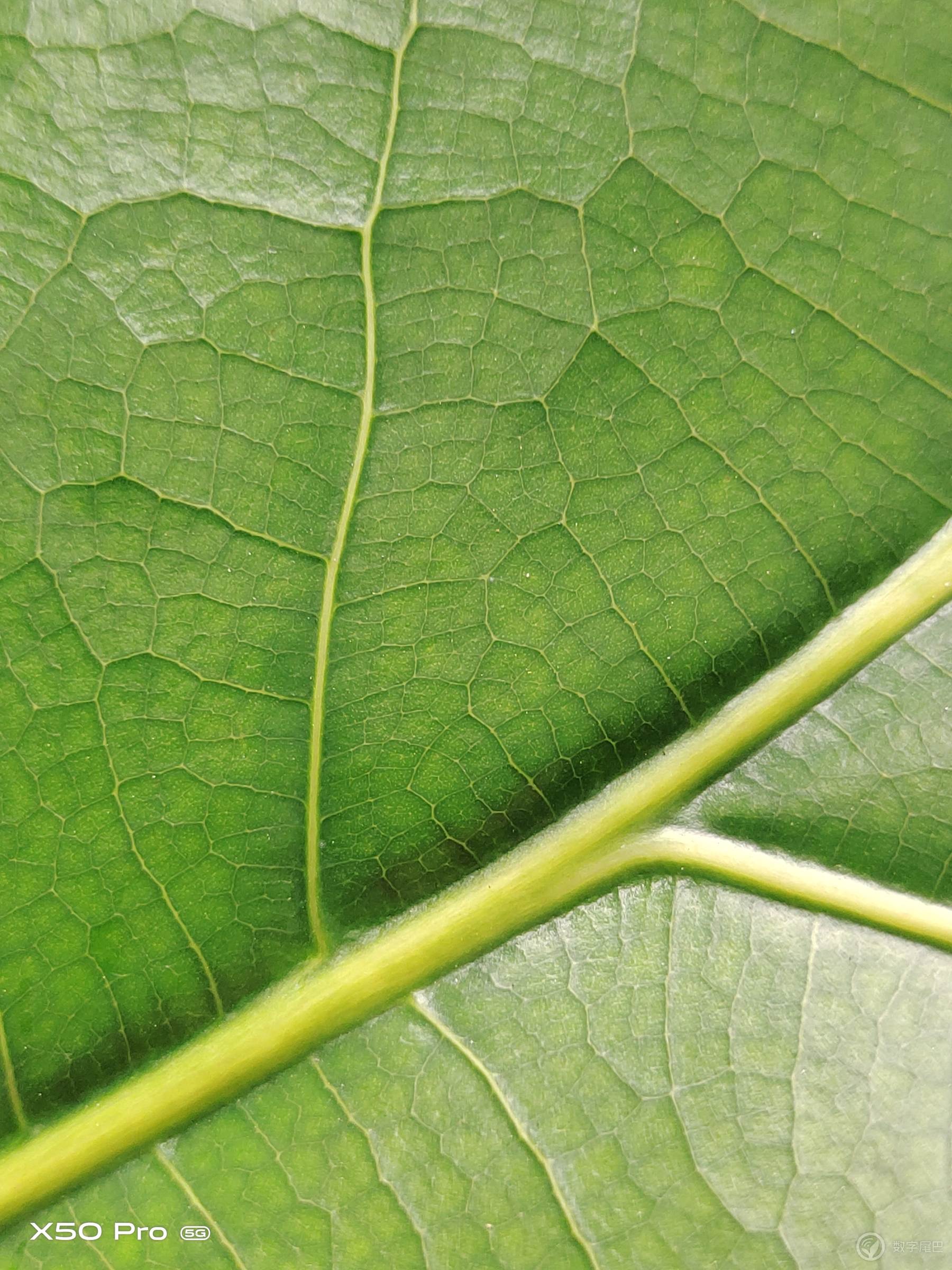 vivox100pro,vivox50pro实测