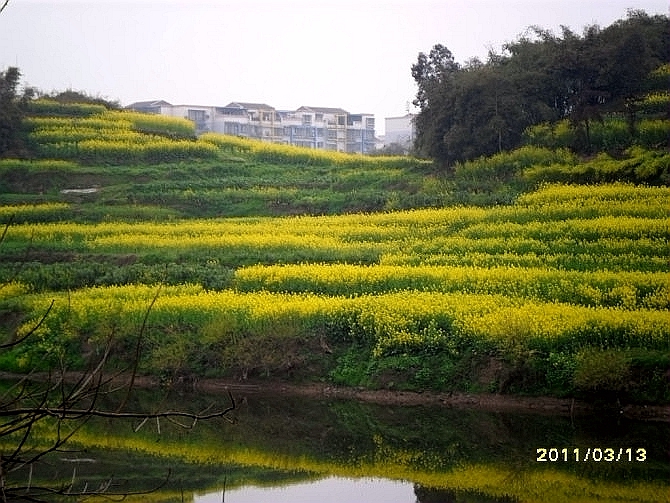 四川泸县油菜花的图片,泸县塘坝千亩油菜花