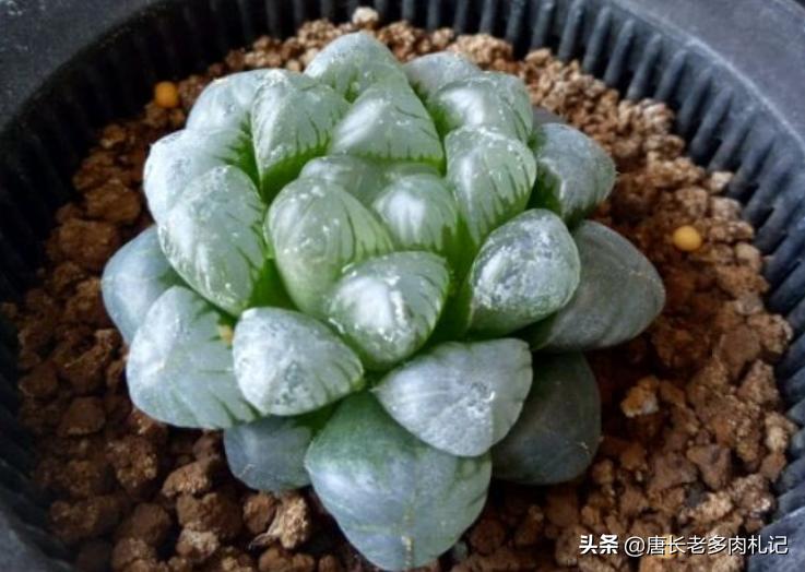 多肉玉露为什么会有虫,玉露多肉上面长的东西是什么