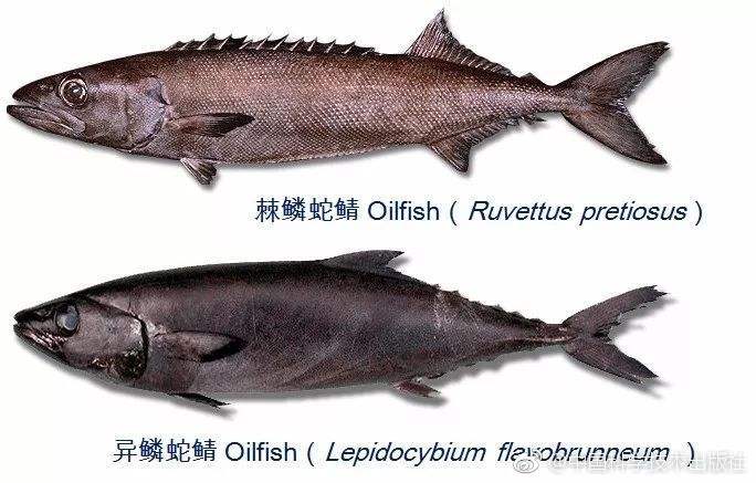 油鱼冒充鳕鱼是怎么回事,冒充鳕鱼的油鱼吃了以后什么症状