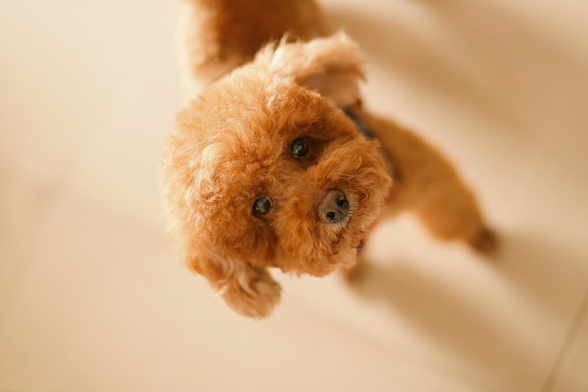 狗狗有报复行为能纠正吗,有5种特征的狗狗报复心都很强