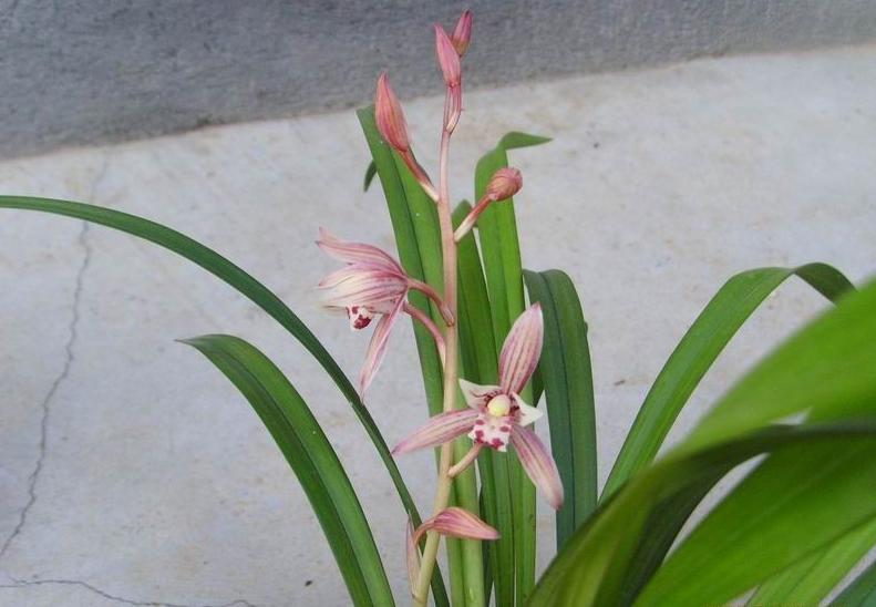 什么兰既好养开花又香,最好养的兰花四季兰介绍