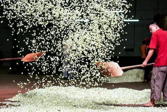 中茶的茉莉花茶叶怎么样,好茶的标准茉莉花茶